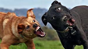 Dog Aggression Training